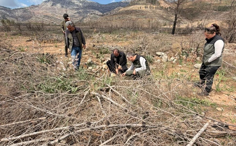 Silifke’de yanan ormanlar yeniden hayat buluyor