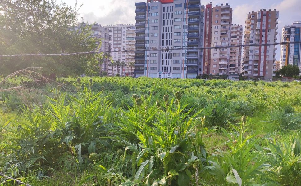 Enginar bahçeleri beton yığınları arasında bir vaha gibi duruyor