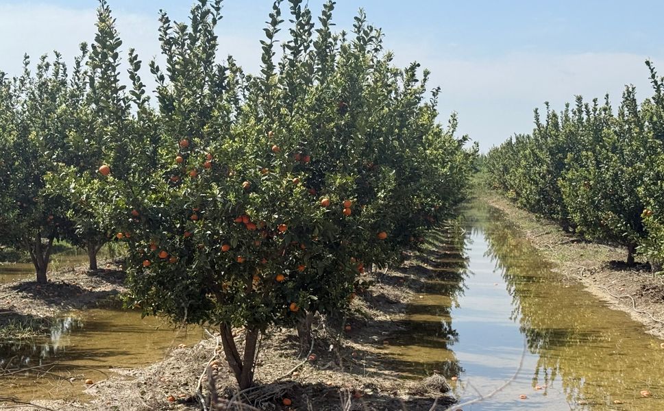 Mersin'de selin ardından bahçelerde sular yeni çekildi
