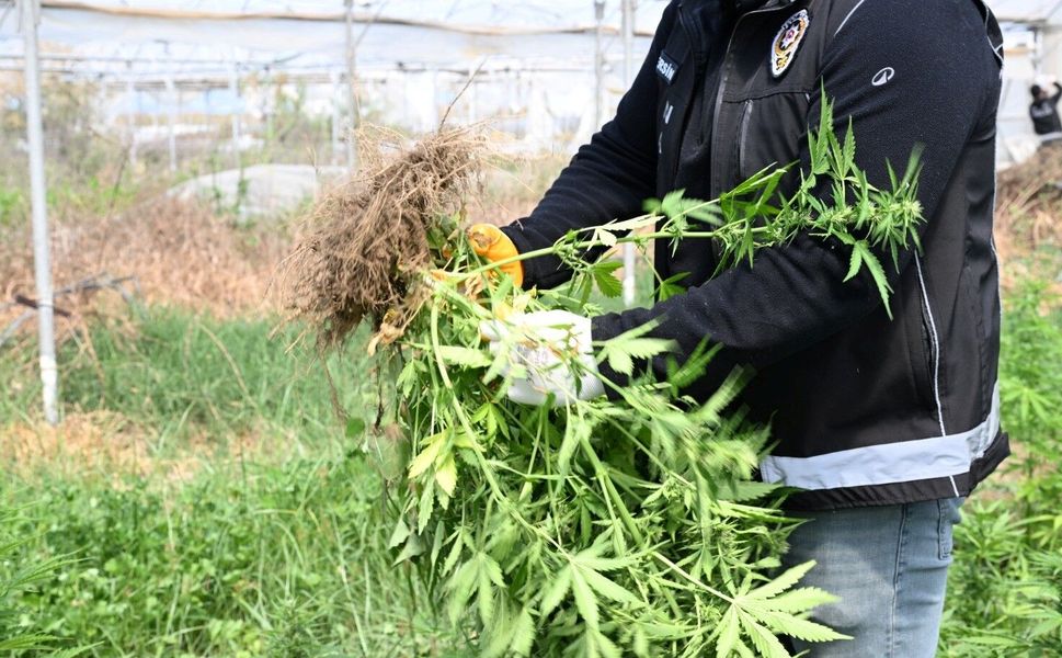 Mersin'de serada binlerce kök Hint keneviri ele geçirildi