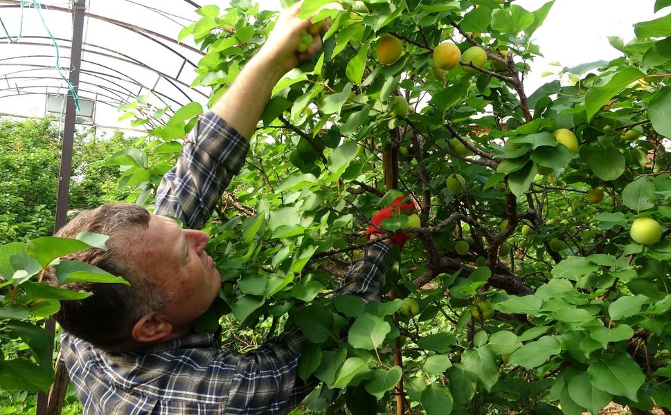 Mersin'de kayısı hasadı başladı