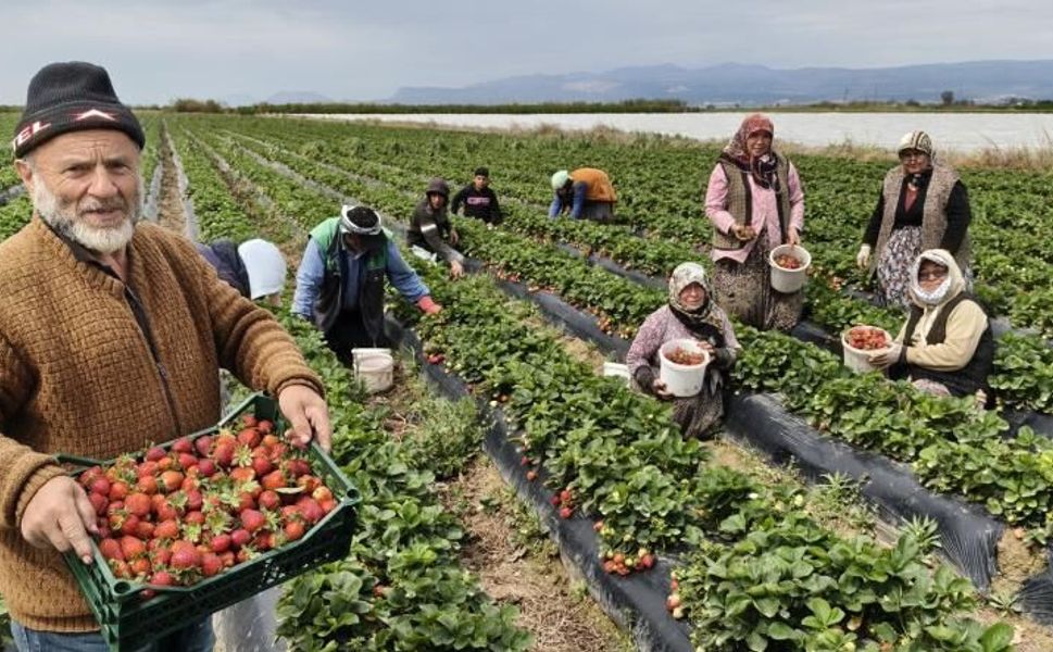 Silifke'de çilek hasadına başlandı