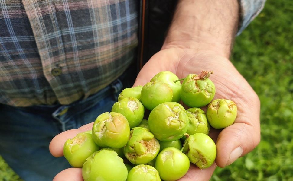 Dolu yağışı sonrası hasar tespit çalışması