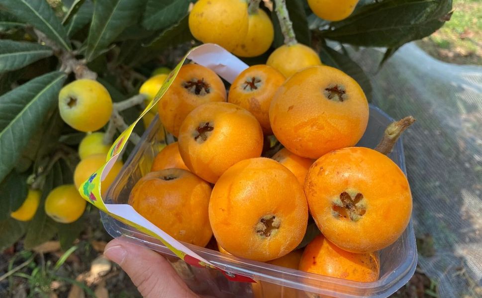 Mersin’de ‘Sarı Altın’ hasadı başladı