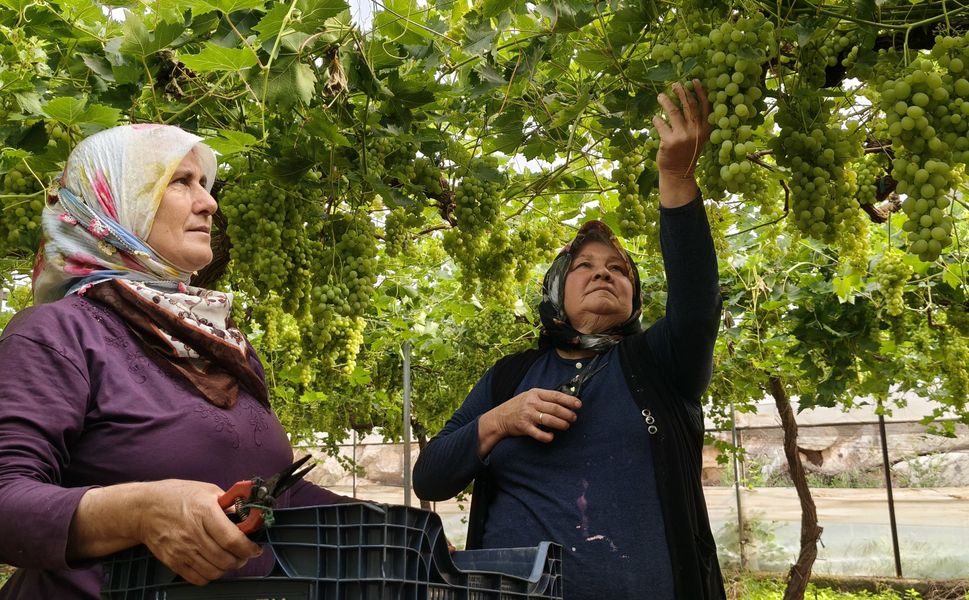 Silifke’de sezonun ilk örtü altı üzüm hasadı yapıldı: Ürünler 600 TL’den ihraç edildi