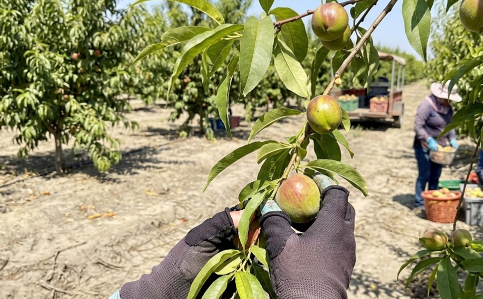 Gün doğmadan başlayan bereket