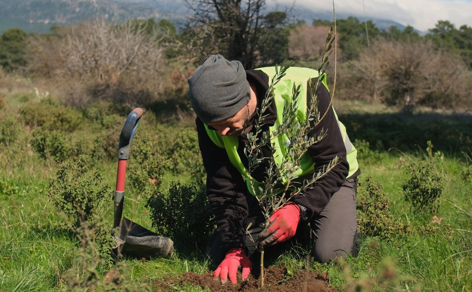 Ağaç Adam'ın büyük hedefi: 1 milyon zeytin fidanı toprakla buluşacak