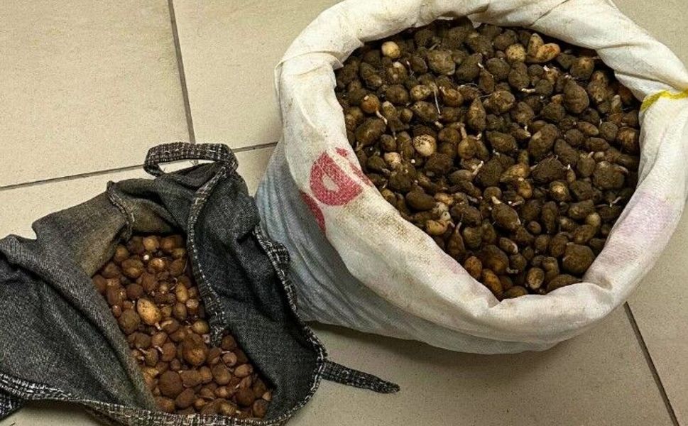 Koruma altındaki Salep Orkidelerine müdahale