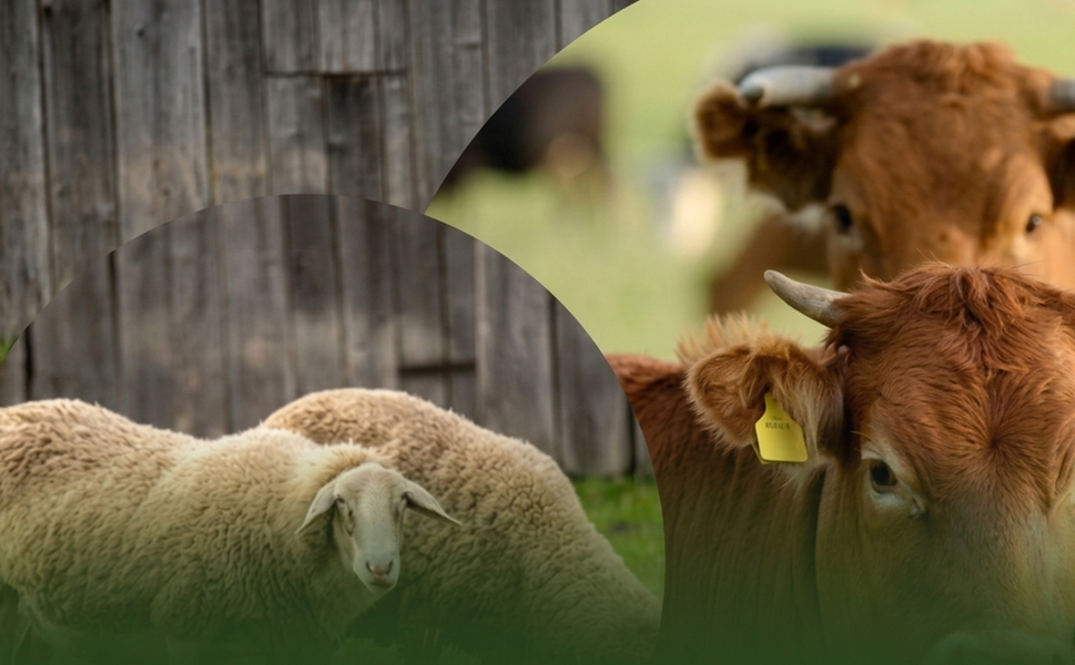 Mersin'de Kurban Kesim Elemanı Yetiştirme Kursu başlıyor