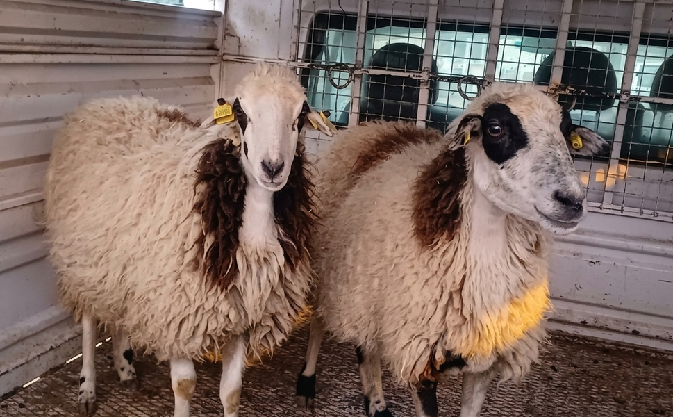 Vatandaşlar artık kurbanlık alamıyor