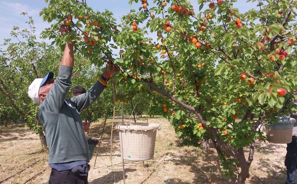 Tescilli sofralık kayısıda hasat başladı