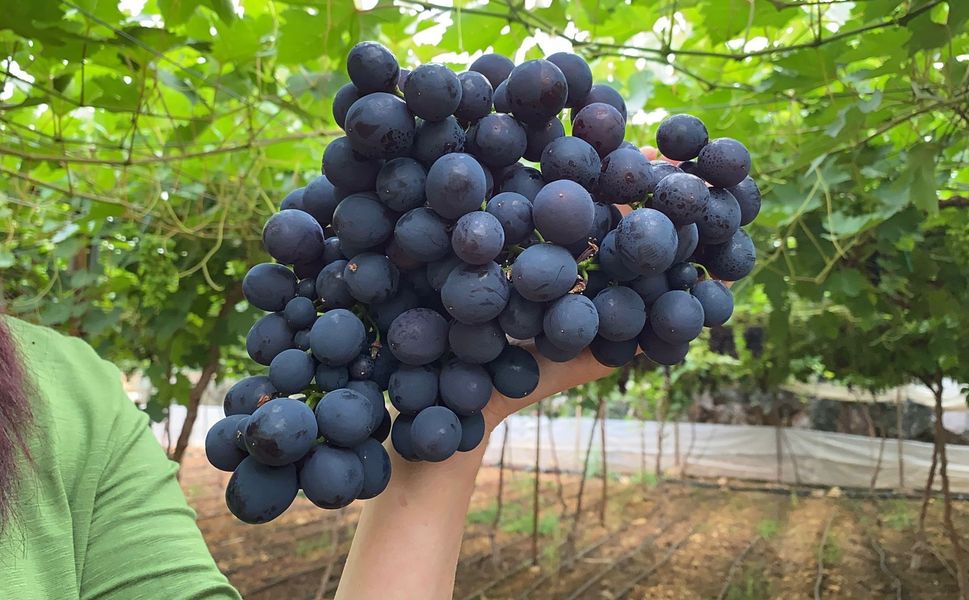 ‘Siyah İnci’de ilk kesim: Mersin’de hasat coşkusu