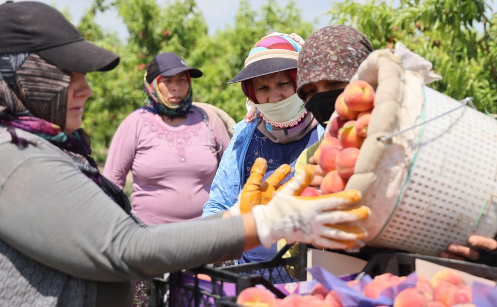 Erkenci şeftalide hasat sezonu açıldı
