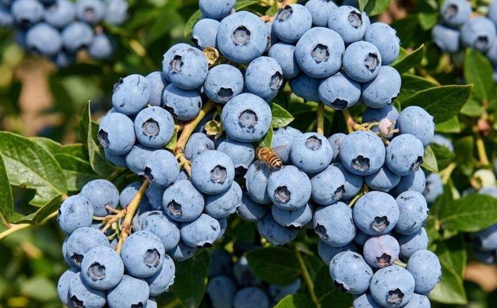 Mersin'de blueberry hasadı başladı.