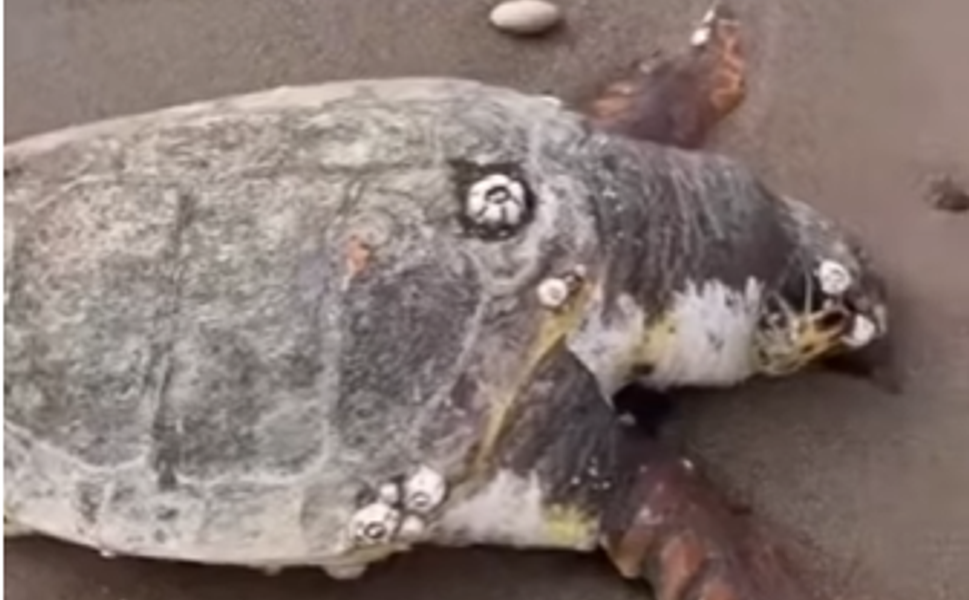 Mezitli sahilinde ölü caretta caretta bulundu