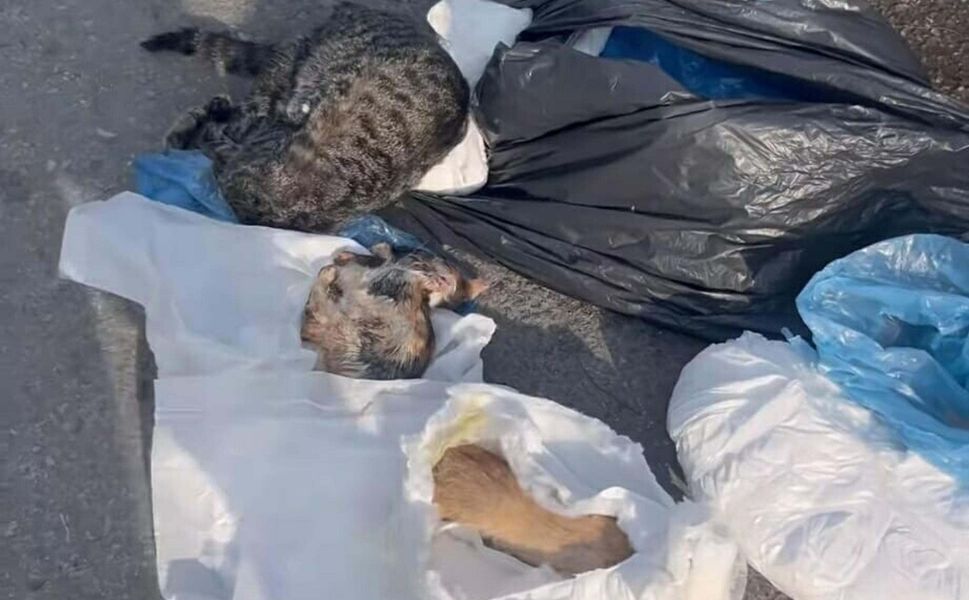 33 kedinin ölümüyle ilgili soruşturmada yeni gelişme