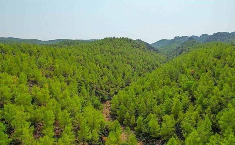 Mersin’in de aralarında bulunduğu 24 ilde orman sınırı kararı
