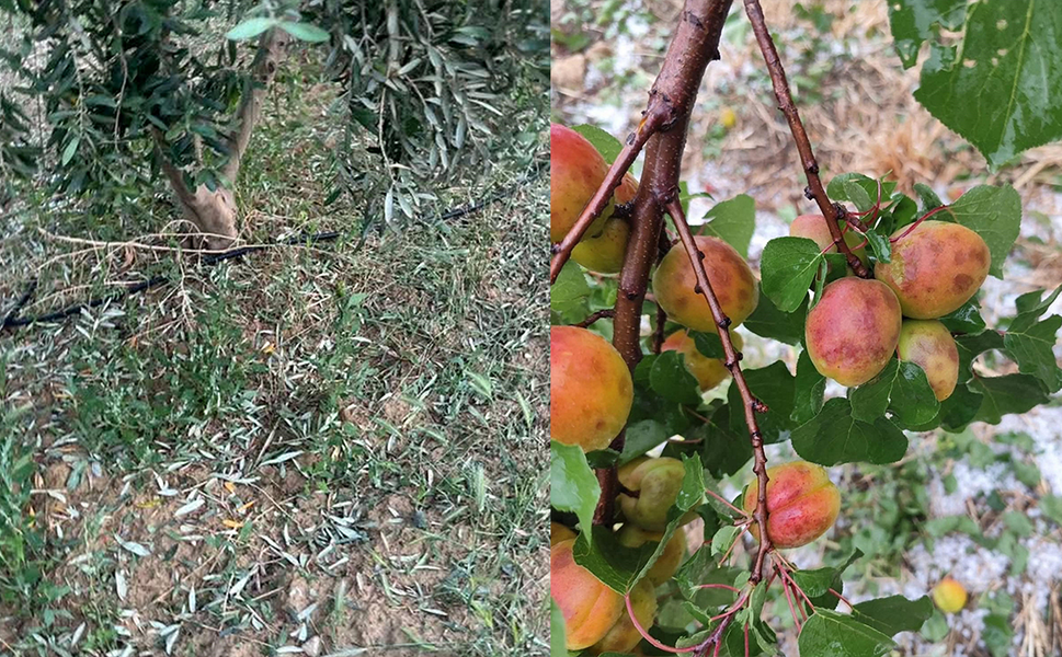 Dolu, kayısı ve zeytinlere zarar verdi