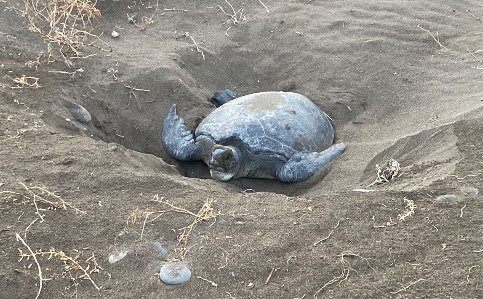 Caretta Carettalar Mersin kumsallarına geri döndü