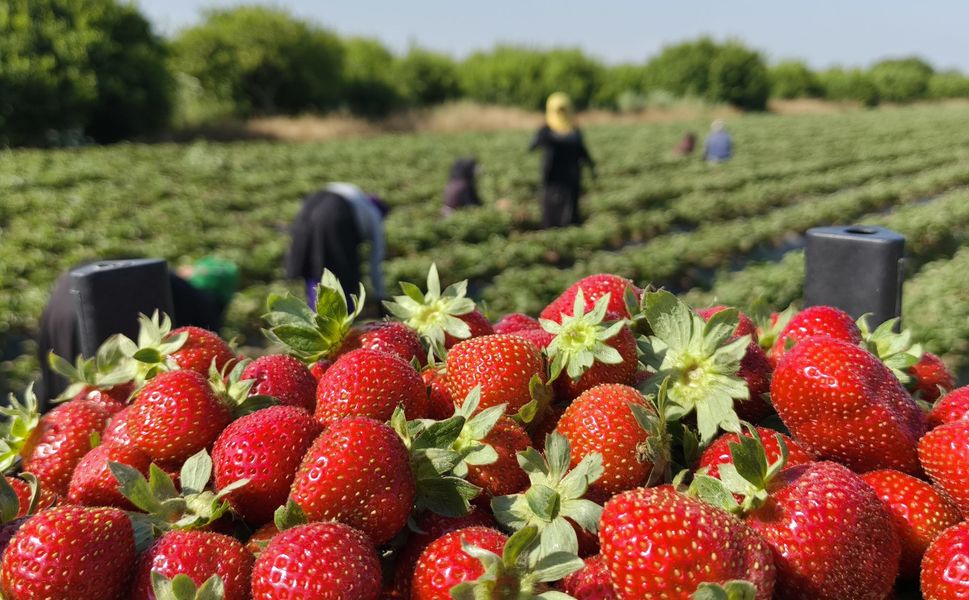 Silifke'de çilek hasadı tamamlanıyor
