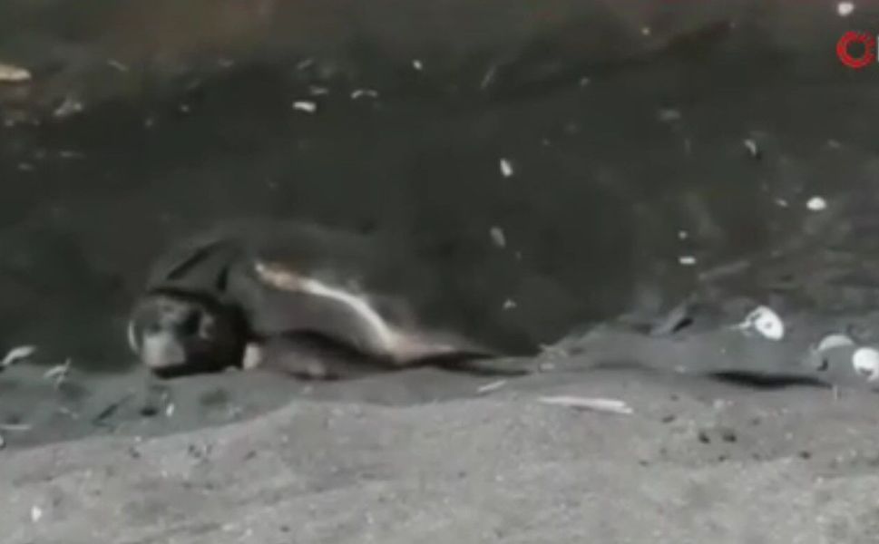 Erdemli sahilinde ilk kez Caretta Caretta yuva yaptı