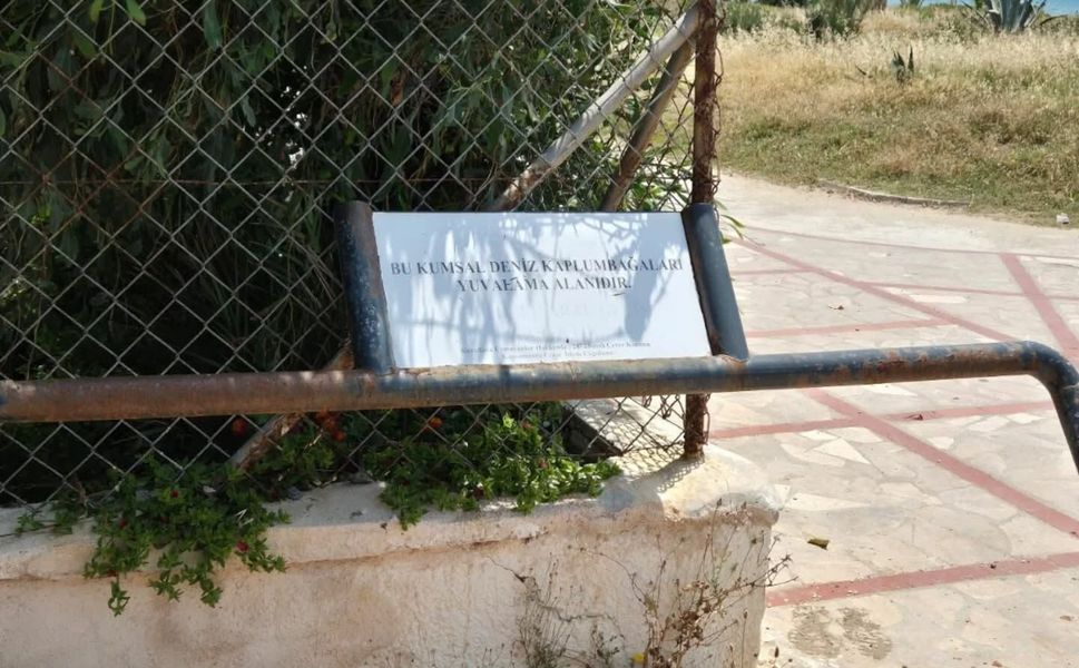 Koruma altındaki caretta sahili kamyonlara teslim edildi