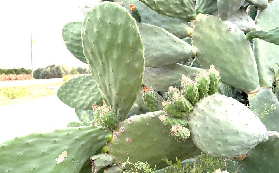 Mersin’in yaz meyvesi dikenli incir tezgahlara hazırlanıyor