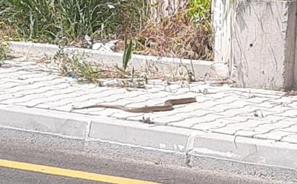 Şehirde yılan görürseniz zarar vermeyin, paniğe kapılmayın