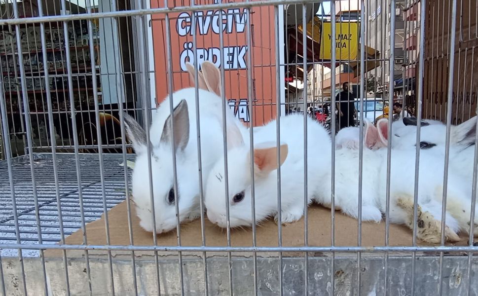 Evcil hayvanlara ilgi artıyor