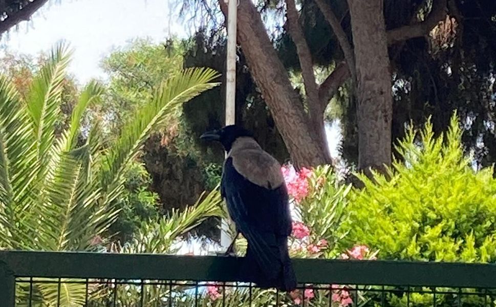 Mersin'de karganın ağzındaki taş park halindeki aracın üzerine düştü