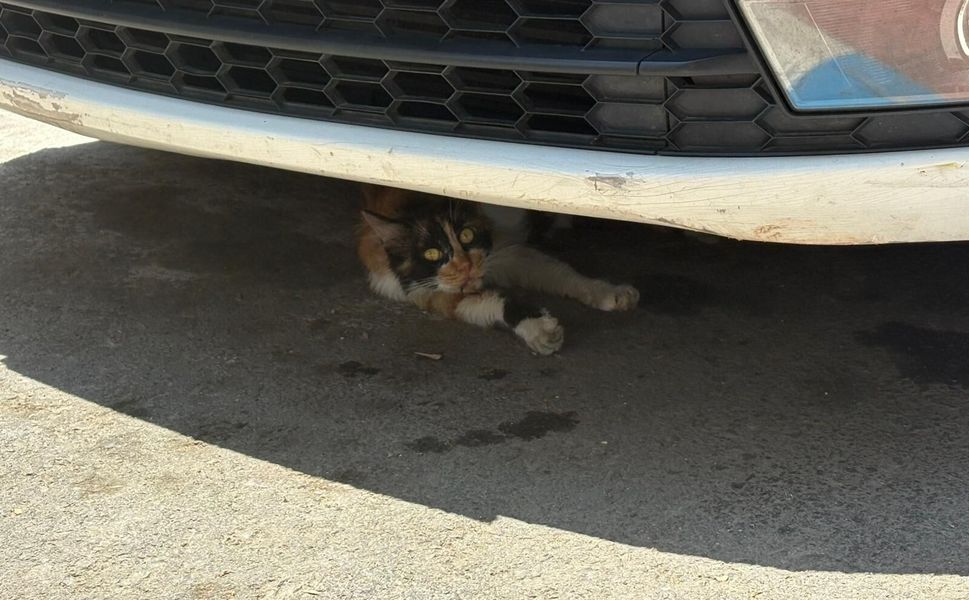 Sıcaktan bunalan can dostlar araç altına sığınıyor