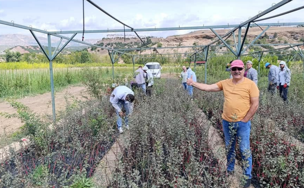 Mersin, tropikal meyve ve fidancılıkta yeni üretim merkezi oluyor