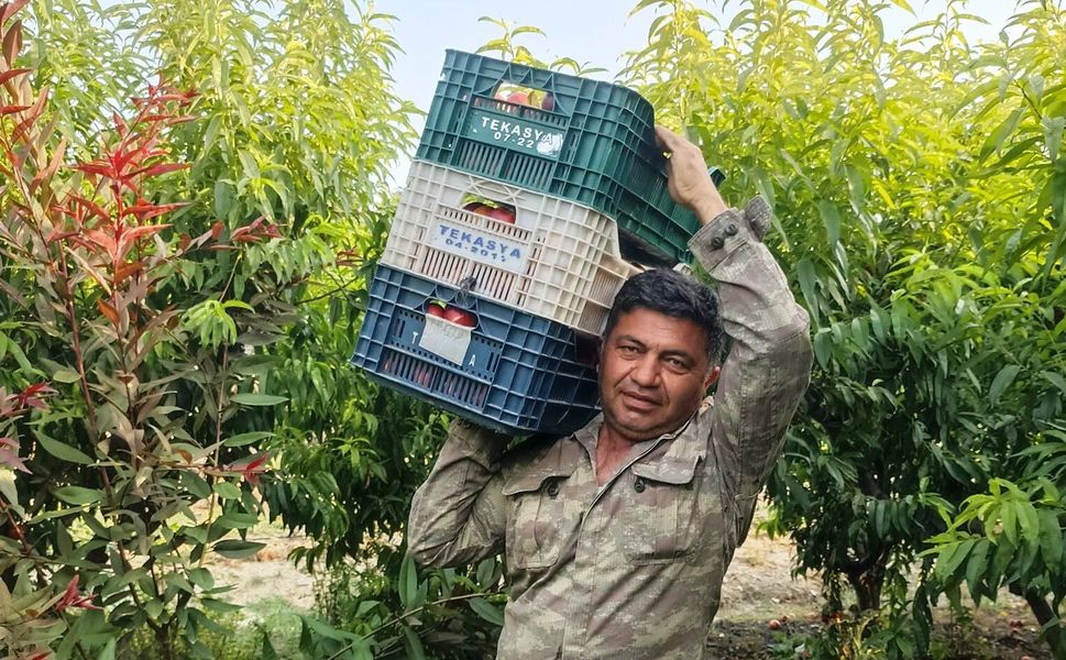 Mersinli üretici şeftali sezonuna ümitsiz girdi