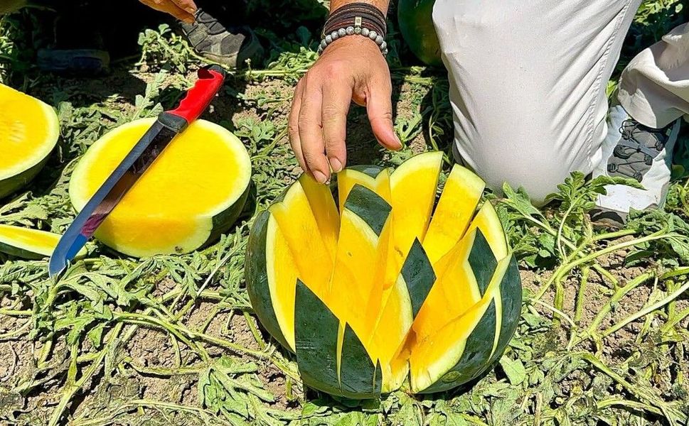 Tarsus’ta "Tropical Sunshine" karpuzu yerinde incelendi