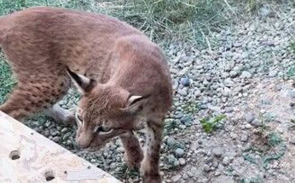 Hamzabeyli'de 2 vaşak ve 2 serval kedisi ele geçirildi