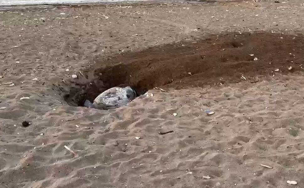 Deniz kaplumbağalarının yuvalama dönemi iklim değişikliği nedeniyle gecikti