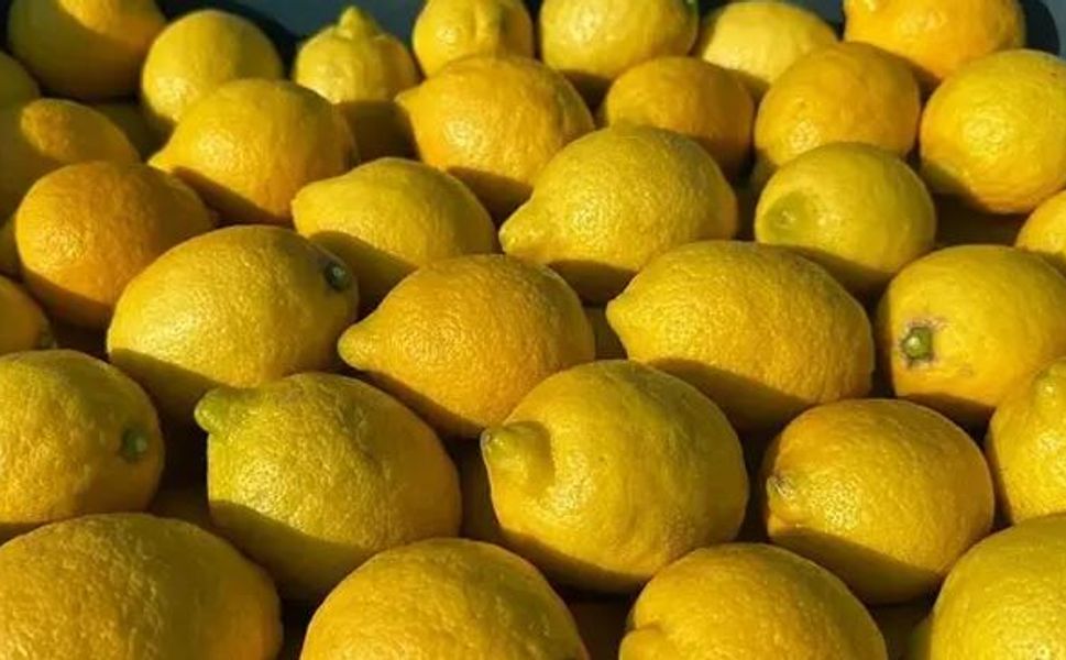 Silifke’de limon sezonu öncesi temkinli beklenti