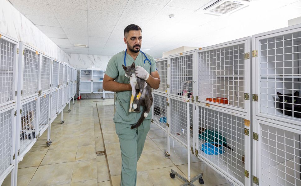 Alo 185'e gelen ihbarlarla yaralı hayvanlara hızlı müdahale