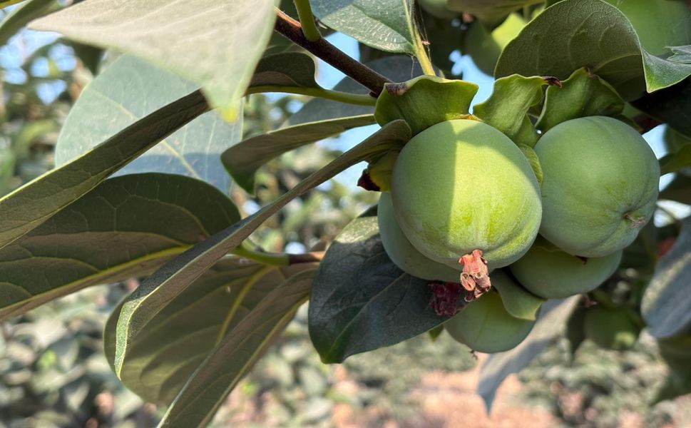 Mersin’in cennet bahçelerinde yeşil bekleyiş