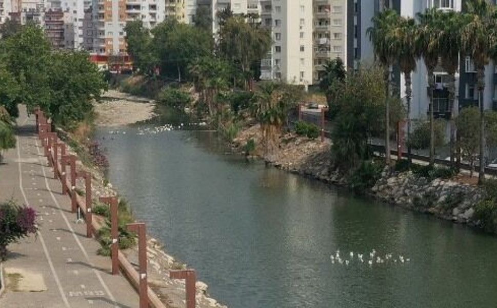 Mersin’in kuş cennetinde ördekler kurtarılmayı bekliyor