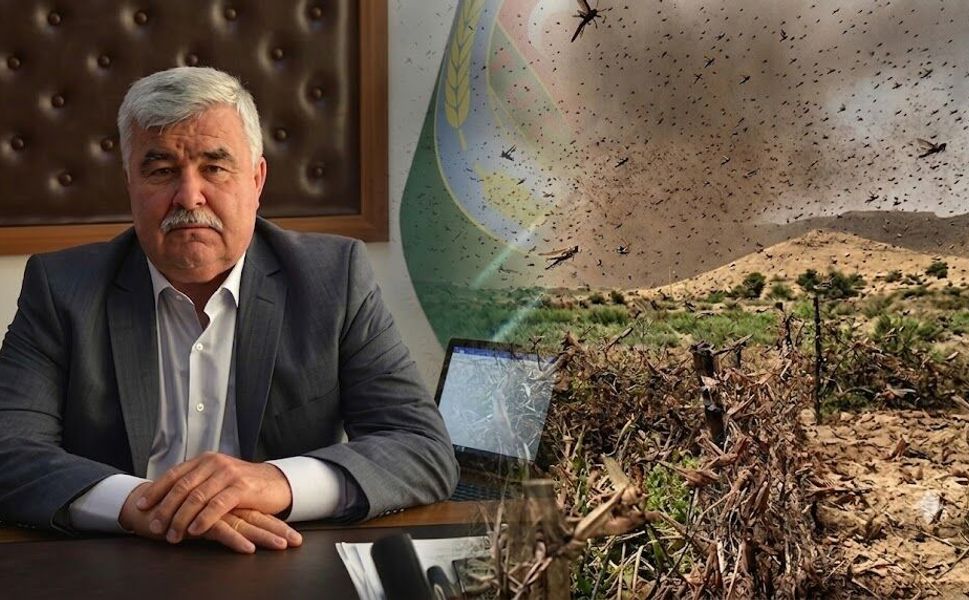 Mersin’de çekirge paniğine son noktayı Ziraat Odası koydu