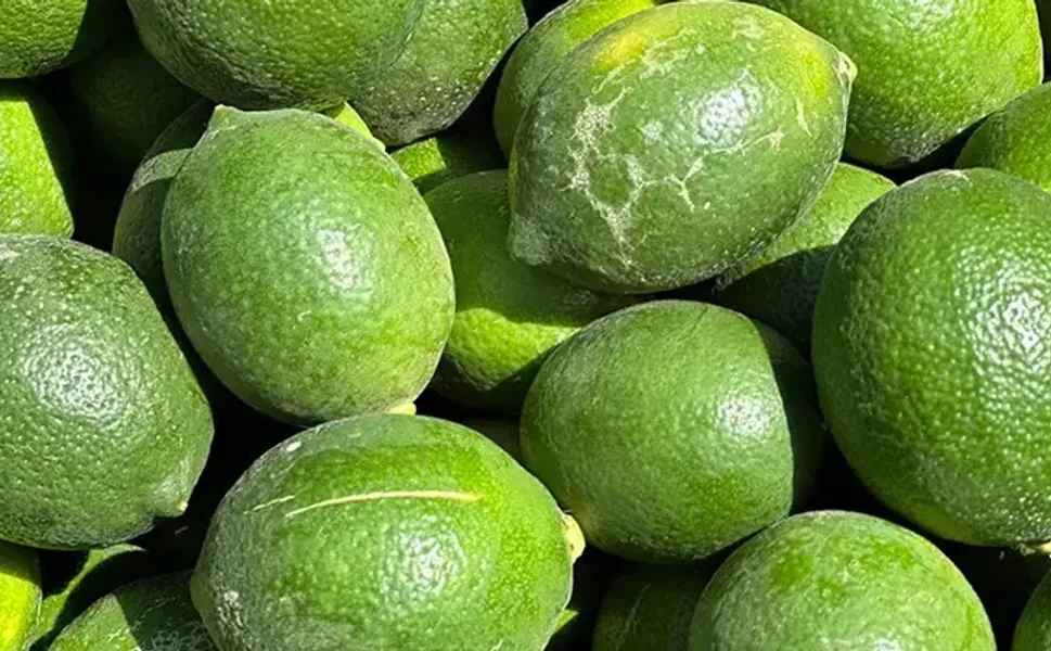 Erdemli'de limon üreticisinin gözü piyasada