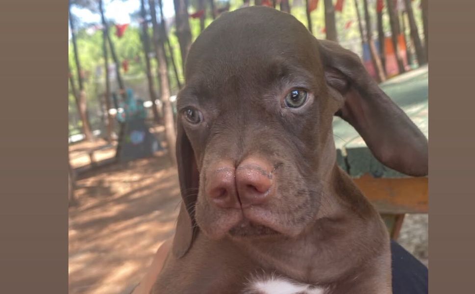 Çatalburun köpeklerinin nesli güvence altına alındı