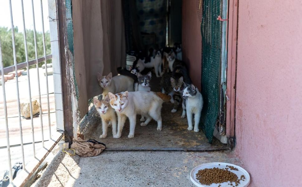 ‘Çöp Ev’ şikayetinden ‘Kedi Evi’ çıktı
