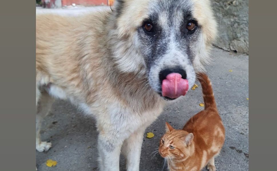 Kedi köpek gibi” sözüne Bonnie ile Kınalı’dan cevap