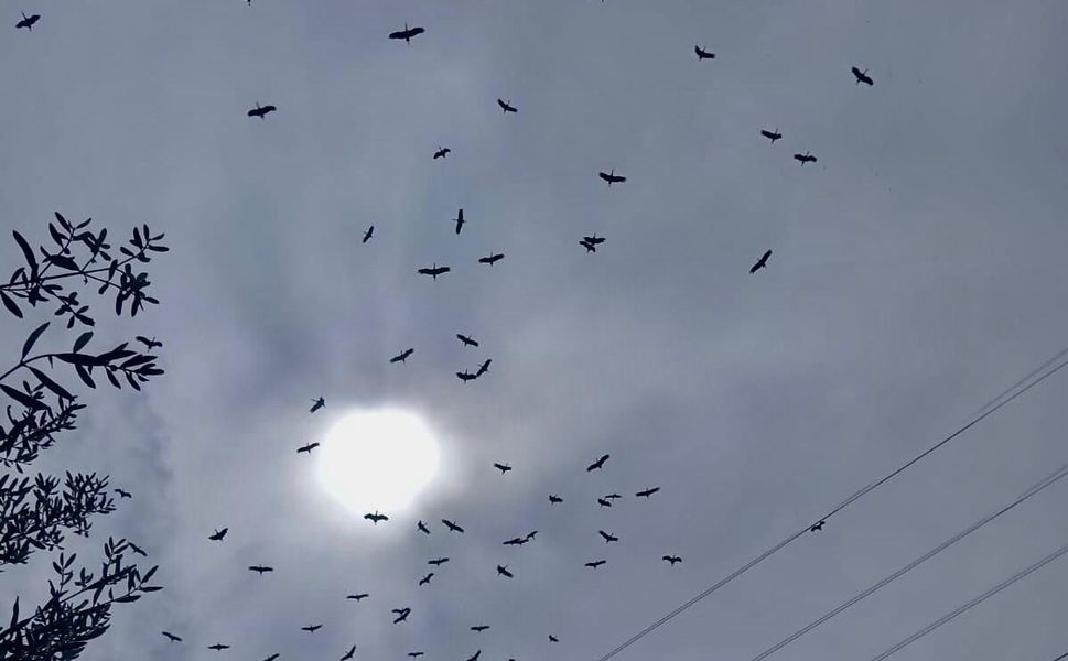 Mersin'de yağmurların ardından leylek göçü başladı