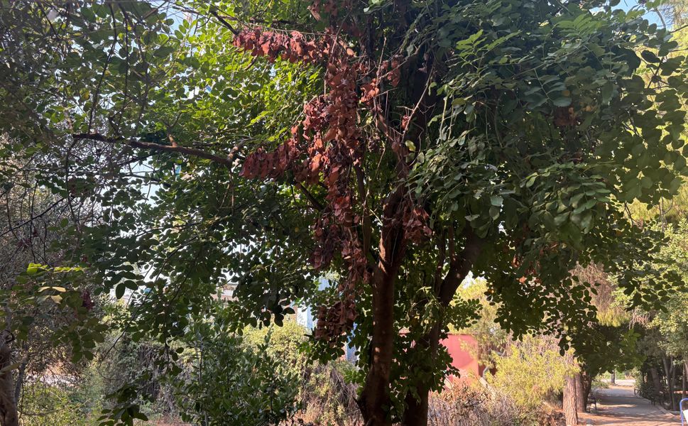 Mersin’de kavurucu sıcaklar bitkileri yaktı!