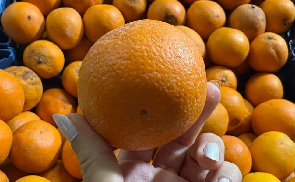 Narenciye üreticisi sezona umutsuz başladı