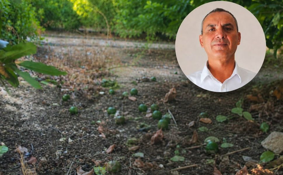 Silifke’de poyraz mahsulü vurdu