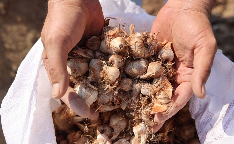 Toroslar’da safran için ilk adım atıldı